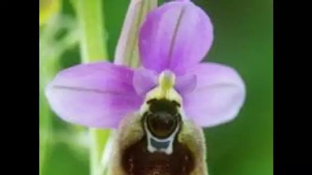 Première découverte en Haute Garonne d'une espèce rare d'orchidée sauvage