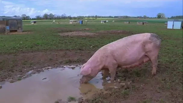 Une enveloppe d'urgence pour la filière porcine