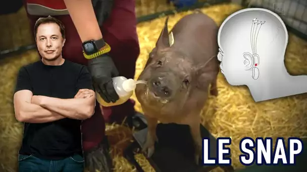 Le Snap #13 : Elon Musk expérimente un implant cérébral... sur des cochons