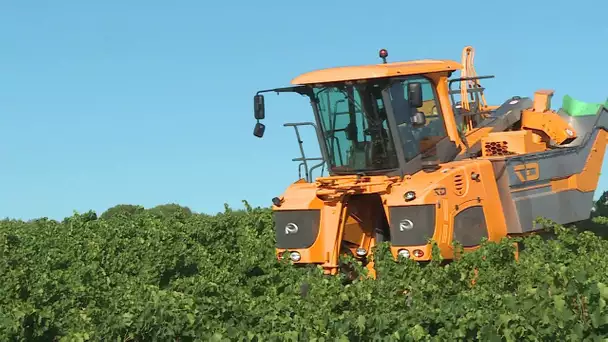 Gard : premières vendanges à Mus avec une nouvelle machine à vendanger