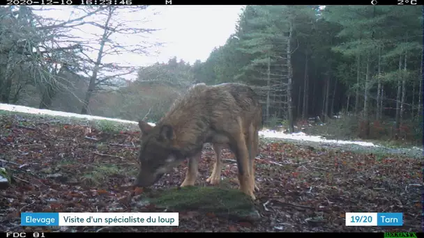 Un spécialiste du loup chez les éleveurs du Tarn