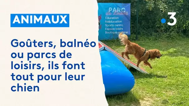 Balnéothérapie, fête d'anniversaire, parc de loisirs... ils font tout pour leurs chiens