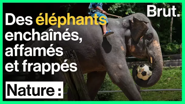 Thaïlande : des éléphants maltraités pour divertir les touristes