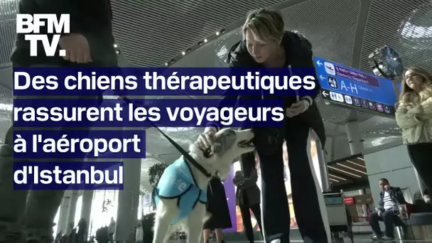 Des chiens se baladent dans l'aéroport d'Istanbul pour rassurer les passagers stressés par l'avion