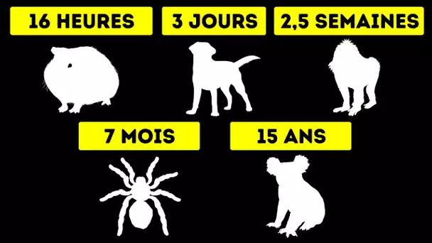 Combien De Temps Les Animaux Peuvent-Ils Survivre Sans Eau