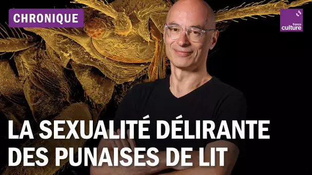 Copulation intensive, priapisme, pénis perforateur... La sexualité délirante des punaises de lit