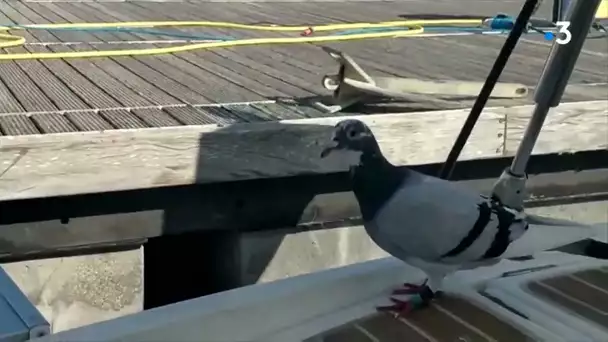Pigeons belges disparus à Narbonne : un volatile trouvé par une famille sur son voilier en Sardaigne