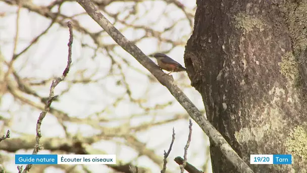 À la découverte des oiseaux du Tarn avec une guide naturaliste