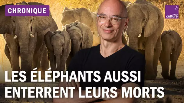 Enterrer ses morts : les éléphants aussi ont des rituels funéraires