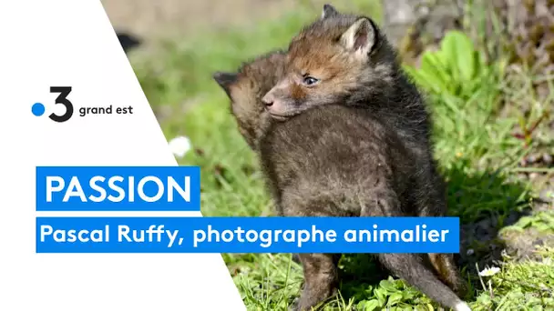 Pascal Ruffy, photographie animalier qui murmure à l'oreille des animaux