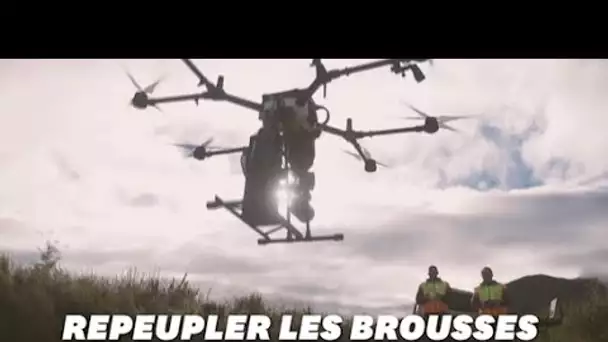 WWF Australie replante les brousses avec des drones après les feux dévastateurs
