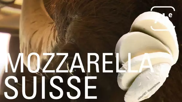 De la mozzarella suisse au lait de bufflonne. ABE-RTS