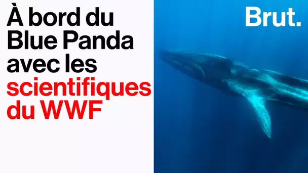 Collision entre bateaux et cétacés : à bord du Blue Panda avec les scientifiques du WWF