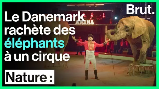 Le Danemark rachète les 4 derniers éléphants de cirque du pays