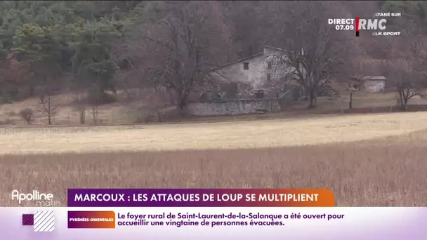 A Marcoux, le loup suscite de la tension