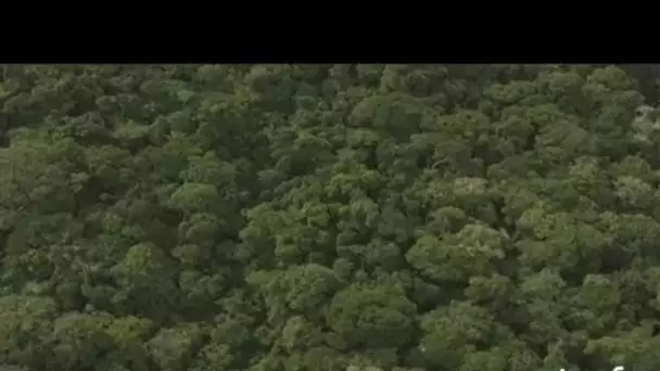 Gabon : forêt et fleuve tumultueux