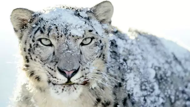 L&#039;incroyable léopard des neiges (vidéo rare) - ZAPPING SAUVAGE