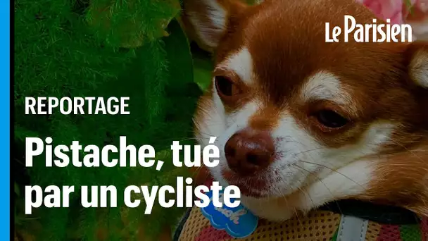 Pistache le chihuahua, tué par un cycliste : «Il a ciblé mon chien parce qu’il était le plus p