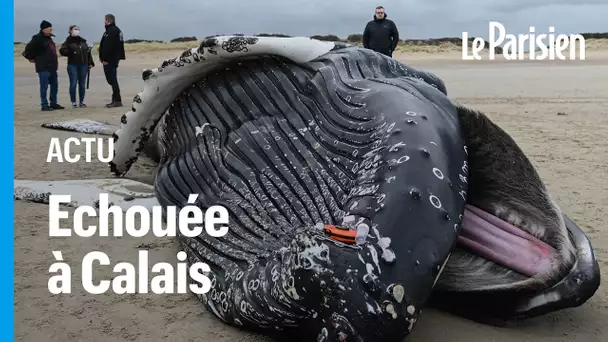 Une baleine à bosse de dix mètres s'échoue sur une plage du Pas-de-Calais
