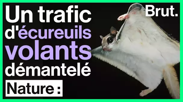 Floride : un trafic international d’écureuils volants démantelé