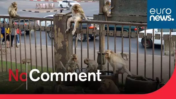 Une ville de Thaïlande envahie par les macaques contre-attaque