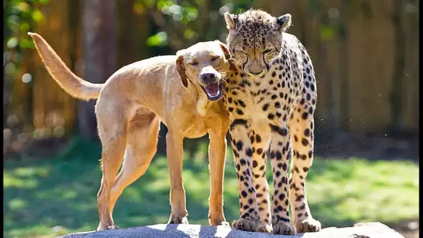 Un guépard ami avec un chien ! - ZAPPING SAUVAGE