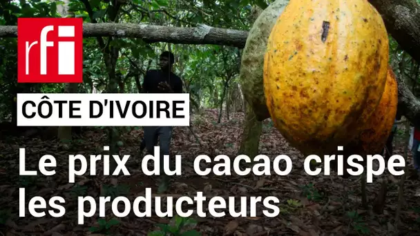 Côte d’Ivoire : le prix du cacao crispe les producteurs • RFI