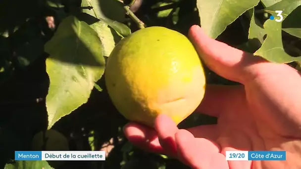 Citrons de Menton, c'est l'heure de la cueillette