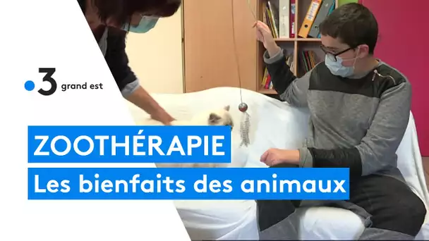 Les bienfaits du contact avec les animaux par la zoothérapie