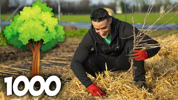 PLANTER 1000 ARBRES EN 24H (défi impossible ?)