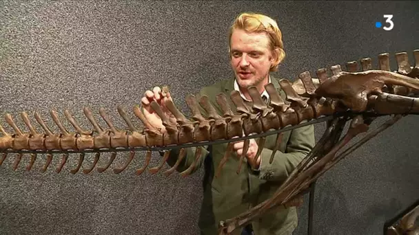 Genève : particulier vend dinosaure, squelette entier, parfait état, estimé 300 000 francs suisses