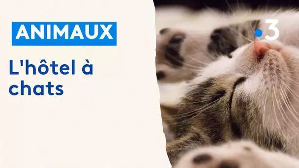 Tours : un hôtel à chats