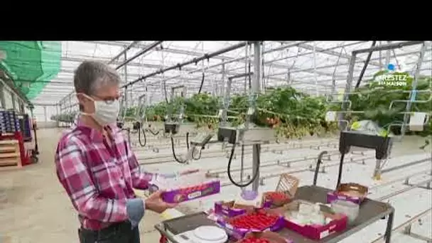 Producteurs de fraises dans le Finistère : comment écouler les récoltes avec le confinement ?