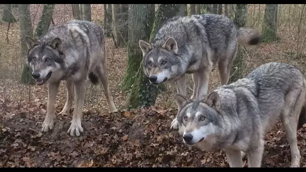 En immersion avec des loups