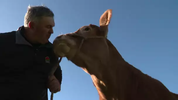 Vache "Océanie" sélectionnée pour vente aux enchères au Salon de l'Agriculture
