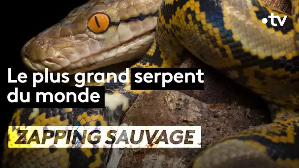 Découvrez le plus grand serpent du monde - ZAPPING SAUVAGE
