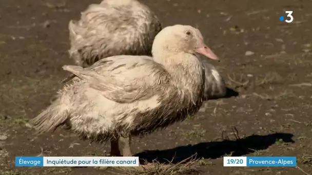 Grippe aviaire et foie gras : quelles conséquences pour Noël ?