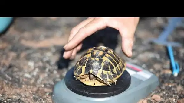 Incendie dans le var : la tortue d'Hermann en grand danger