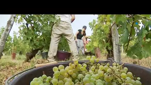 Les vignes jurassiennes face au changement climatique