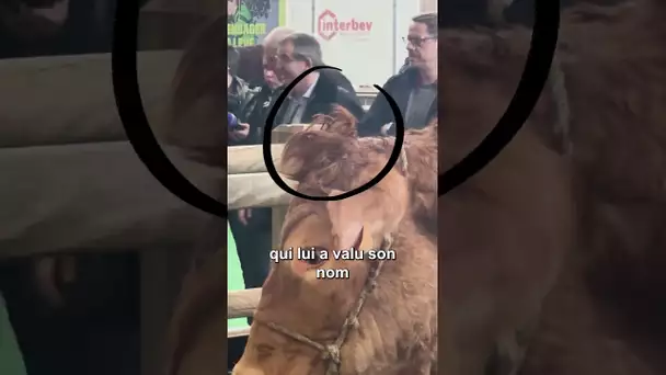 Salon de l'Agriculture 2025 :Découvrez Oupette la vache égérie