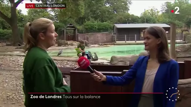 Zoo de Londres : tous sur la balance