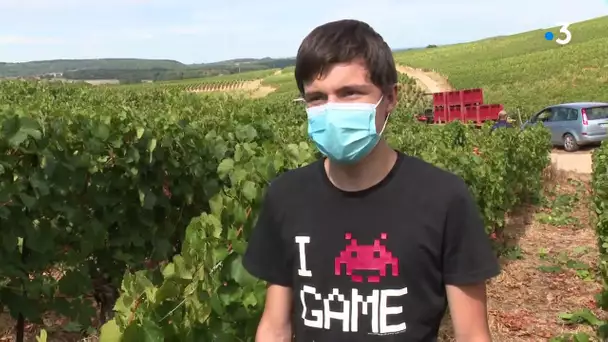 Jura : des vendanges masquées et précoces