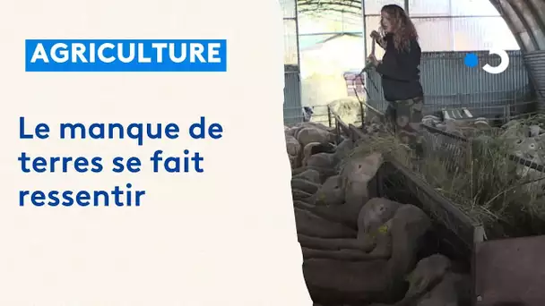 Agriculture : le manque de terre se fait ressentir chez les agriculteurs