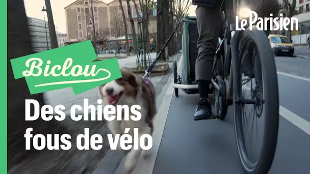 «Mango est passionnée de Paris» : ces cyclistes qui roulent avec leur chien