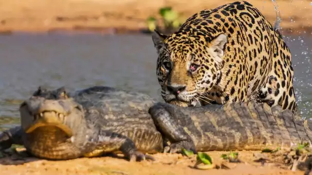 Un jaguar attaque un caïman ! - ZAPPING SAUVAGE
