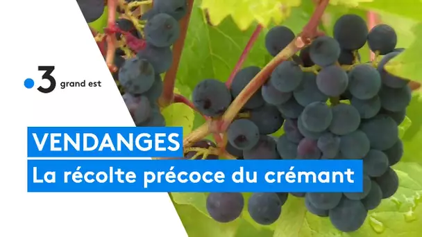 Vendanges : la récolte précoce du crémant