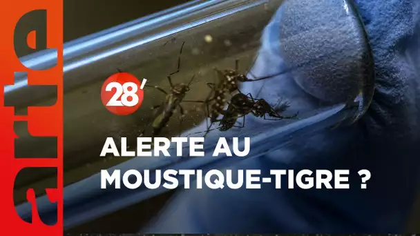 Réchauffement : en France, la vie au défi du moustique-tigre ? - 28 Minutes - ARTE