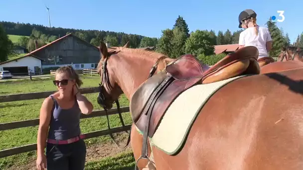 Un été au pays des chevaux - Le cheval Franches-Montagnes, la dernière race d'origine suisse