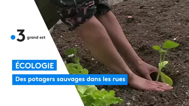 Écologie : des potagers dans la ville