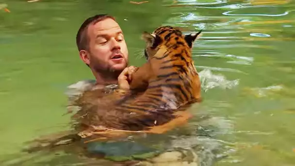 Un bébé tigre nage pour la 1ère fois - ZAPPING SAUVAGE